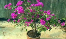 三角梅怎么修剪视频,视频教程精华概述